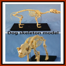 Animal Product Dog Skeleton Modelo en venta
